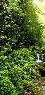 Papier peint Cascade & Forêt