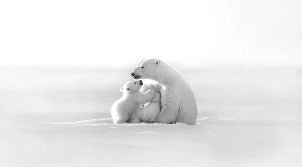 Papier peint panoramique - Horizon arctique, XXL, tendance