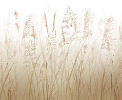 Fondo de flores de campo de trigo