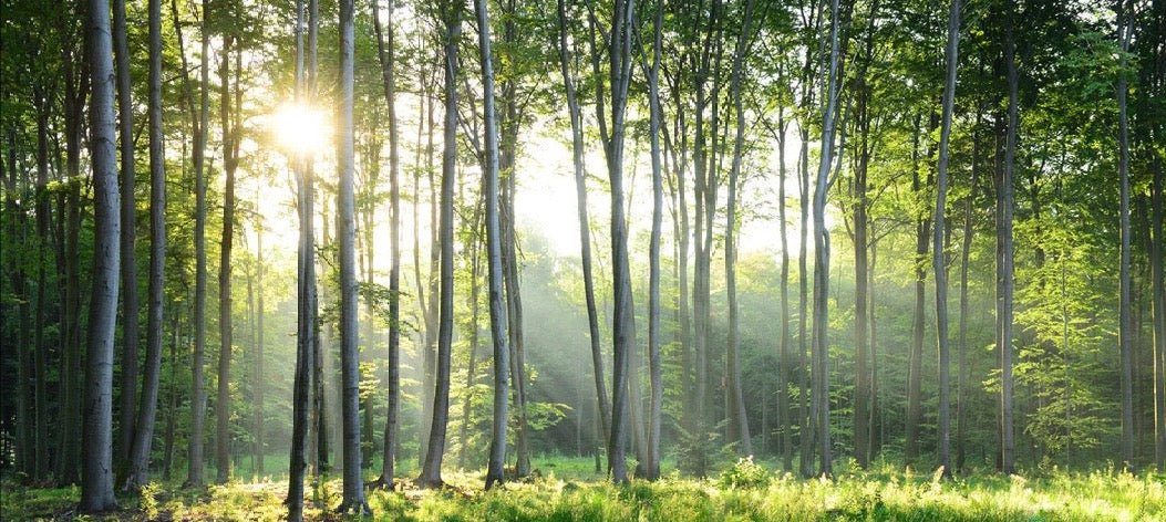 Papel pintado Panorámica del bosque de pinos