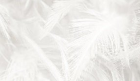 Papier peint plume subtile, XXL, tendance