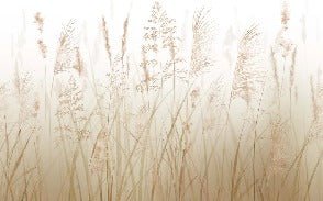 Fondo de flores de campo de trigo