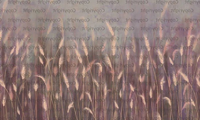 Papel pintado Panorámica de la hierba silvestre rosa