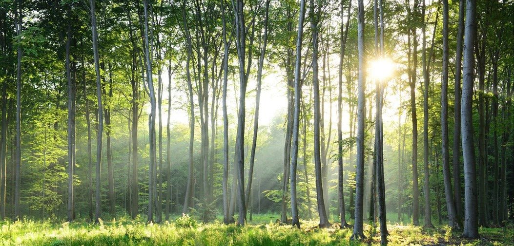 Papel pintado Panorámica del bosque de pinos