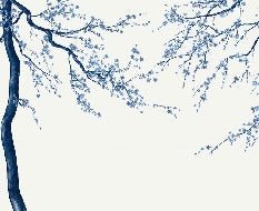 Papel pintado panorámico de flores blancas de Sakura