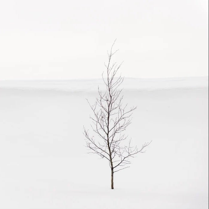 Papier peint pureté arbre