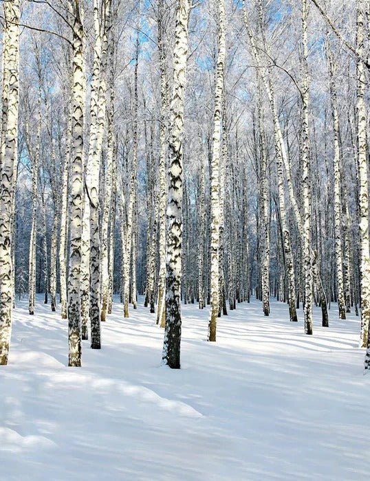 Papel pintado Bosque de abedules