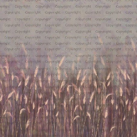 Papel pintado Panorámica de la hierba silvestre rosa