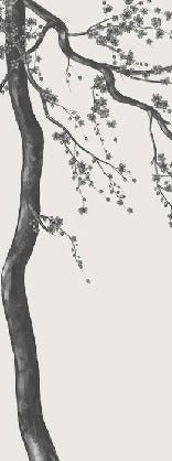 Papier peint panoramique fleur Sakura noir et blanc