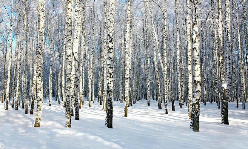 Papel pintado Bosque de abedules