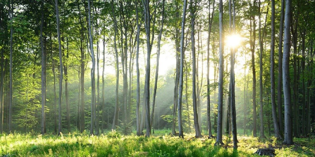 Papel pintado Panorámica del bosque de pinos