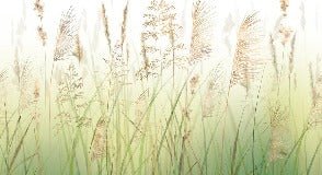 Papel pintado Gradient wheat field flower