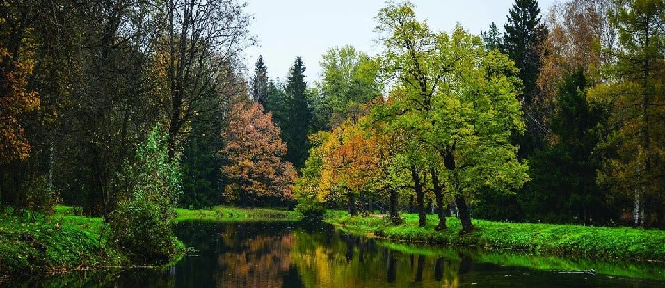 Papel pintado de Lago panorámico y bosque