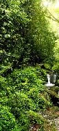 Papier peint Cascade & Forêt