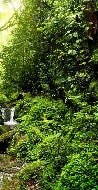Papier peint Cascade & Forêt