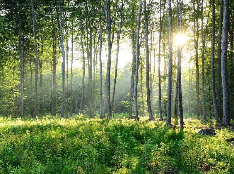 Papel pintado Panorámica del bosque de pinos