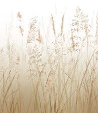 Fondo de flores de campo de trigo