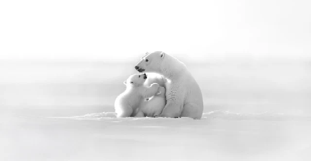 Papel pintado panorámico - Horizonte ártico