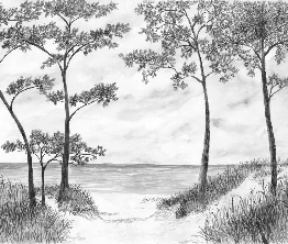 Papier peint Pins maritimes et dunes - Noir et blanc - Muralconcept