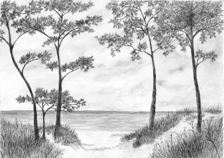 Papier peint Pins maritimes et dunes - Noir et blanc - Muralconcept