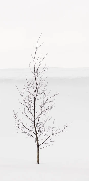 Papier peint pureté arbre