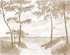 Papier peint Pins maritimes et dunes - Sépia - Muralconcept