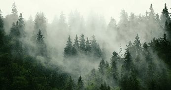 Papier peint forêt brumeuse verte - Muralconcept