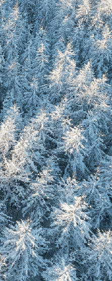Papier peint forêt cimes Alpines - Muralconcept