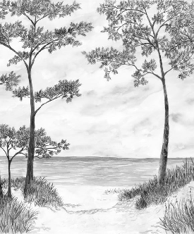 Papier peint Pins maritimes et dunes - Noir et blanc