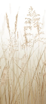 Papier peint toilette fleur des champs de blé beige