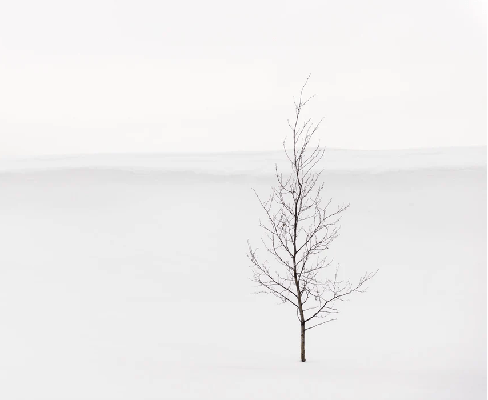 Papier peint pureté arbre