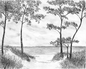 Papel pintado Pinos marítimos y dunas - Blanco y negro