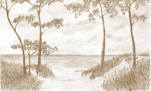 Papier peint Pins maritimes et dunes - Sépia - Muralconcept