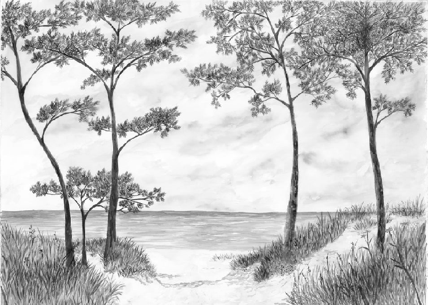 Papier peint Pins maritimes et dunes - Noir et blanc