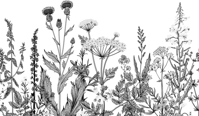 Papel pintado botánico folk en blanco y negro