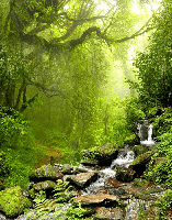 Papel pintado Cascada y bosque