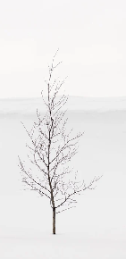 Papel pintado pureza árbol