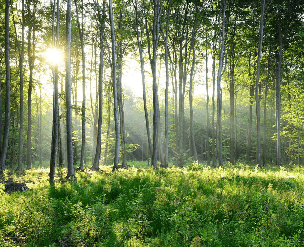 Papier peint panoramique forêt de pins