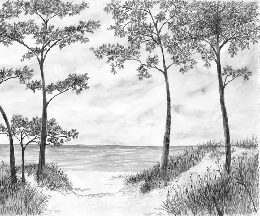 Papel pintado Pinos marítimos y dunas - Blanco y negro