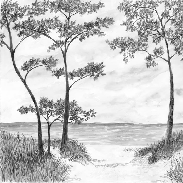 Papier peint Pins maritimes et dunes - Noir et blanc - Muralconcept