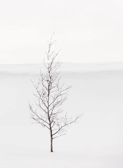 Papel pintado pureza árbol