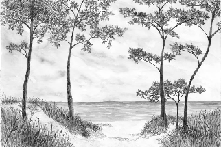 Papel pintado Pinos marítimos y dunas - Blanco y negro