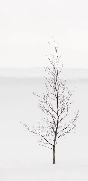 Papier peint pureté arbre