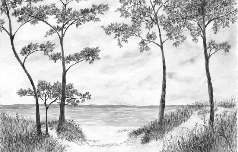 Papier peint Pins maritimes et dunes - Noir et blanc - Muralconcept