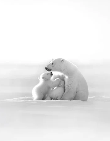 Papier peint panoramique - Horizon arctique, XXL, tendance