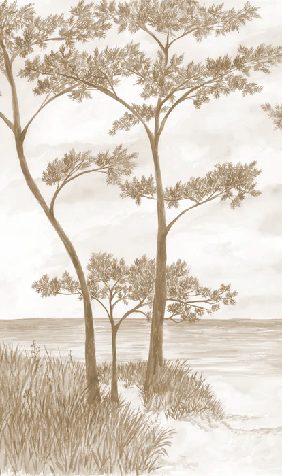 Papier peint Pins maritimes et dunes - Sépia - Muralconcept