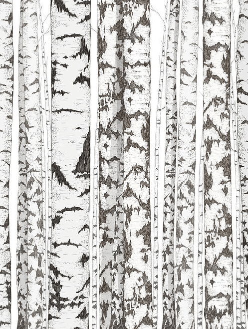 Papier peint bouleau noir et blanc - Muralconcept