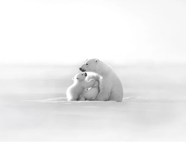 Papel pintado panorámico - Horizonte ártico