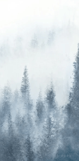 Papier peint sapin brume bleu aquarelle - Muralconcept