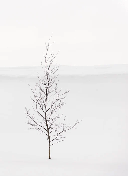 Papel pintado pureza árbol